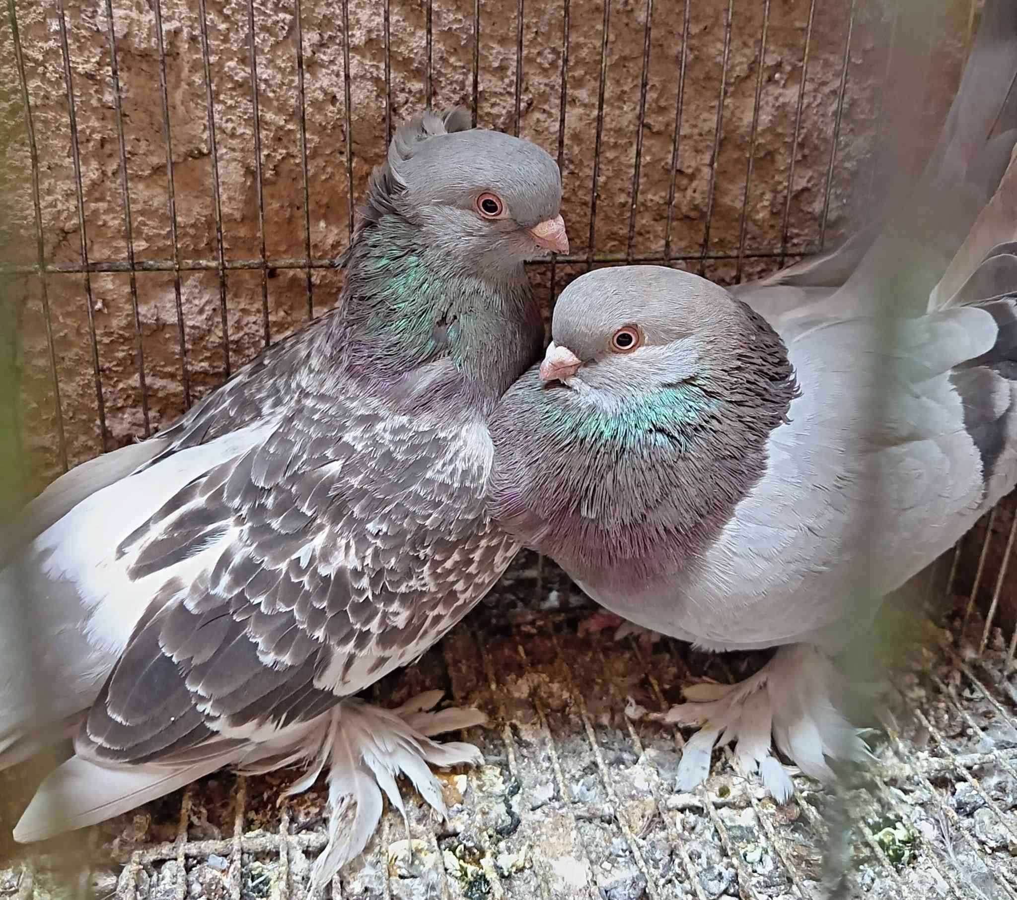 متاح زوج مساكي وزوج الفحل رمادي وطيره عنبريه المكان هيت


**إذا كنت صاحب هذا الإعلان وتريد حذفه لأي سبب، رجاءا أرسل رسالة إلى الدعم الفني**