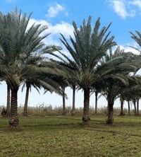 كربلاء الجذار • دونم مخدوم • واجهة ٧٠م