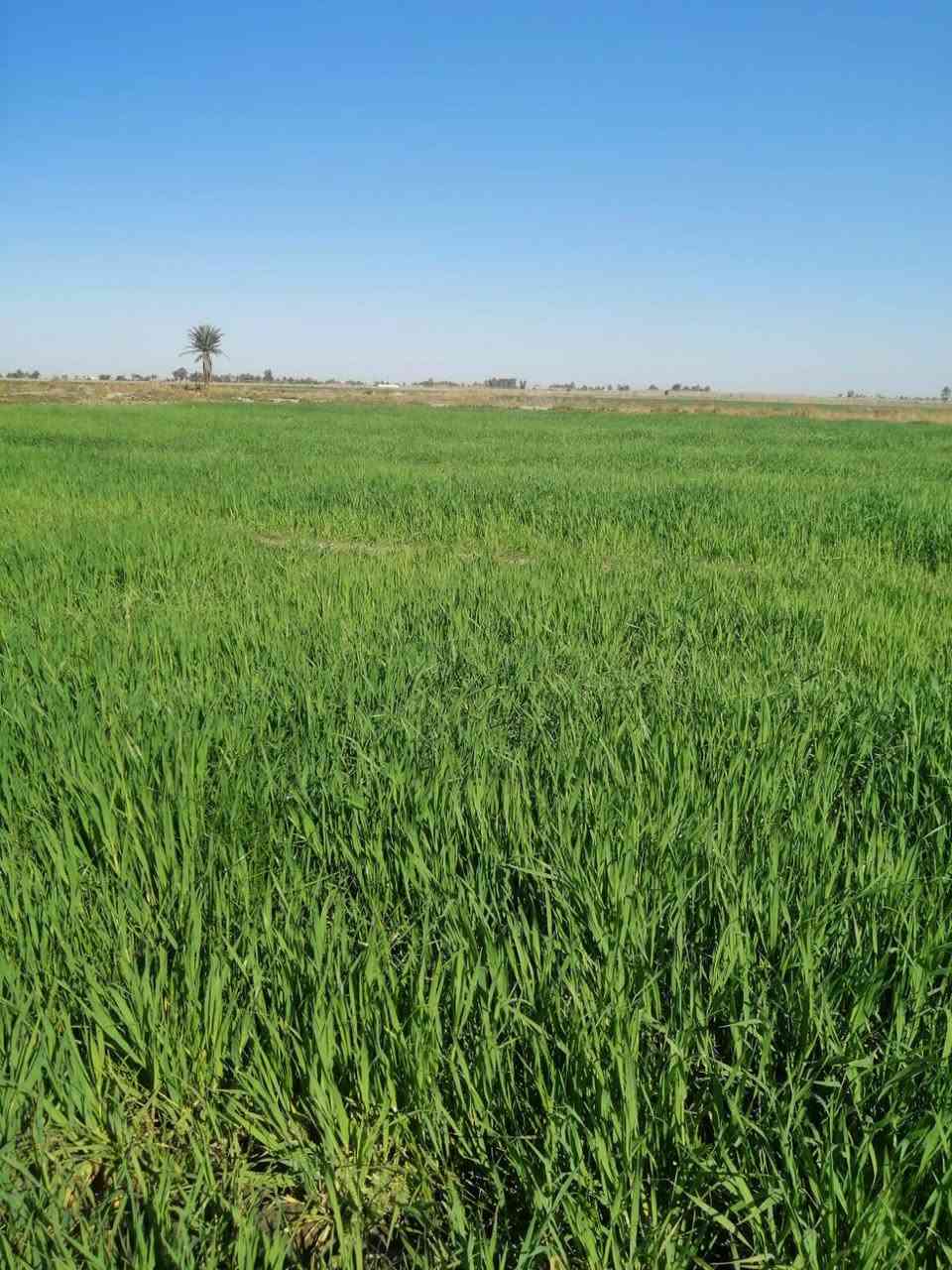 السلام عليكم أرض للبيع مساحه 33دونم منطقة شيخ عامر قريبه على ذراع دجله ماء كهرباء واجهه 40ونزال70 موقع حلو.  سعره الدونم الواحد 35وبيه مجال الاستفسار اتصل *********** واتساب
