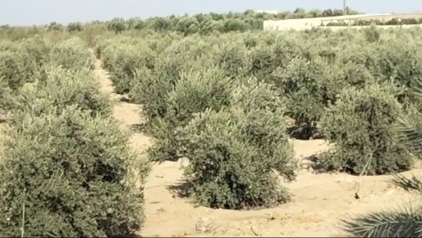 مزرعه منتجه بمساحه 17 فدان للبيع فى وادى النطرون/البحيره/تقسيم الجهاز المركزى
الزراعات الحاليه: مانجو وزيتون
المزرعه بعقد ملك من محافظه البحيره وليس عليها اى مستحقات للدوله وبها حيازه زراعيه وكارت فلاح
المزرعه مجهزه بمحول كهرباء حكوميه بقدره ١٠٠k وبئر مياه ارتوازى خاص بالمزرعه وسكن عمال ومخزن وعنبر صغير
للاستعلام والمعاينه/01069582965


**إذا كنت صاحب هذا الإعلان وتريد حذفه لأي سبب، رجاءا أرسل رسالة إلى الدعم الفني**