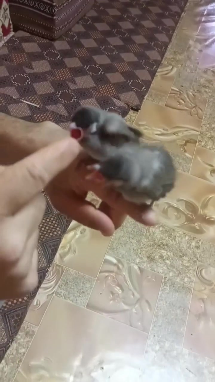سلام عليكم متاح فراخ بلبل زاق للبيع مكان القرنه ثغر


**إذا كنت صاحب هذا الإعلان وتريد حذفه لأي سبب، رجاءا أرسل رسالة إلى الدعم الفني**