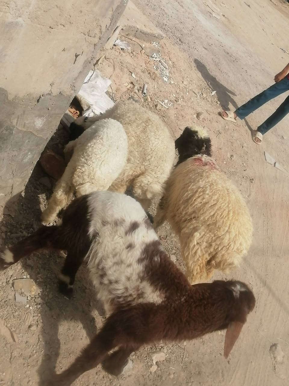 طليان لبيع العدد ٤ شرط الصحاه الجني مكفولات صحيات نضيفات مناسبات ١فحل و٣ نثايه يرهمن نذر يرهمن جني
المكان دوانيه قضاء الشاميه
السعر الوحد ١٧٥ بيهن مجال للشراي يخابر بيه خير ويدلل ***********
طليان لبيع العدد ٤ شرط الصحاه الجني مكفولات صحيات نضيفات مناسبات ١فحل و٣ نثايه يرهمن نذر يرهمن جني
