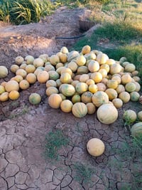 بطيخ عراقي • درجة أولى • حد أدنى ٥٠ كيلو