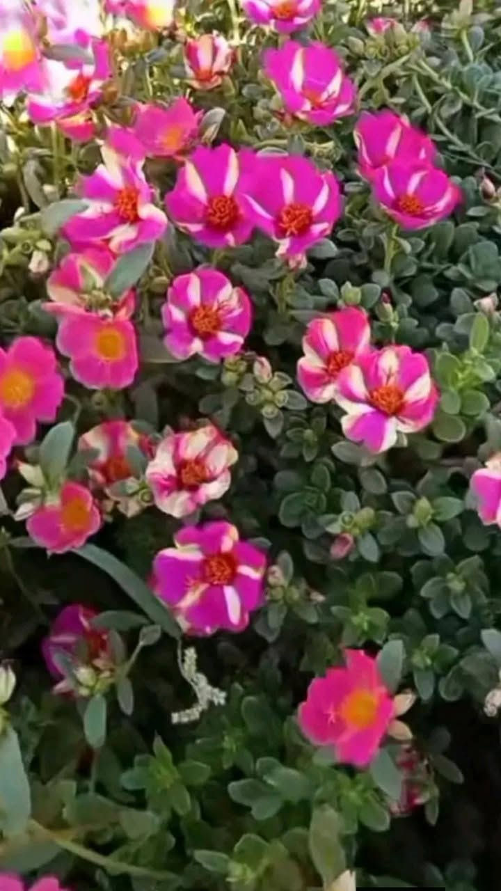 السلام علیکم
متوفر نباتات للبیع 
توصیل لكل محافظات العراق


**إذا كنت صاحب هذا الإعلان وتريد حذفه لأي سبب، رجاءا أرسل رسالة إلى الدعم الفني**