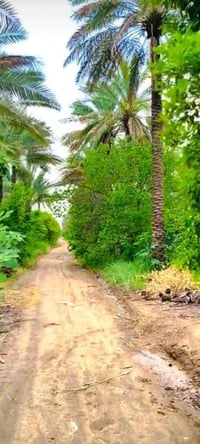 كربلاء الحسينية • ٢ دونم • مشجرة حمضيات ونخيل