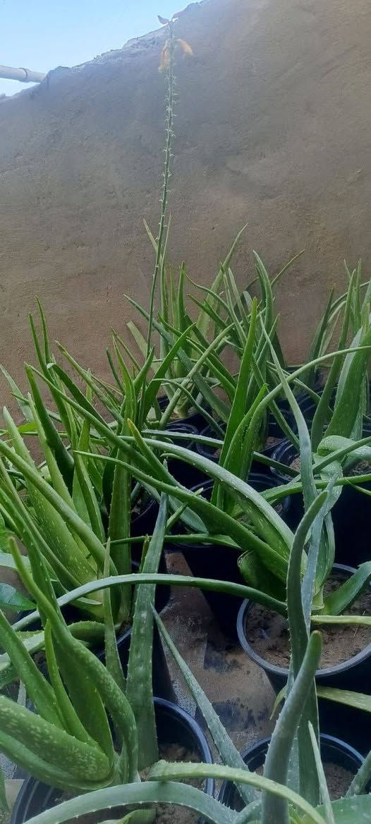 بسم الله
متاح تواصل اتصال على الرقم 
***********
