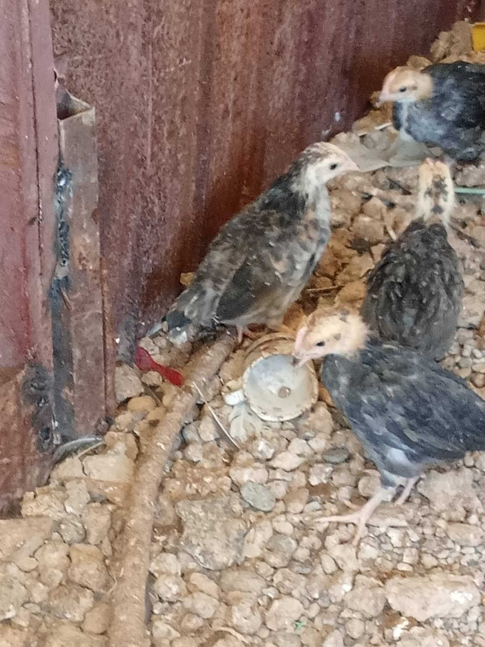 متاح
صواصي كويتي كحالي نقي 
شرط اصلي 
ملقحين كامل ثلاثي ورباعي زيتي 
نشطين فول نضافه فول 
عددهم ١٠ تكات 
عمرهم فوك الشهر 
س ع ر الزوج ٢٥ الف 
عنواني موصل ايسر كوكجلي 
خاص مفتوح


**إذا كنت صاحب هذا الإعلان وتريد حذفه لأي سبب، رجاءا أرسل رسالة إلى الدعم الفني**