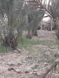 نخيل • تجهيز بساتين • طويريج