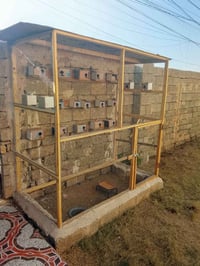 قفص خشب • لبلابل • تكريت القادسية