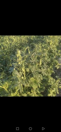 عندي بذور مال بانيه امانه الله ورسوله درجه اولى موجود خاص واتساب 07870...