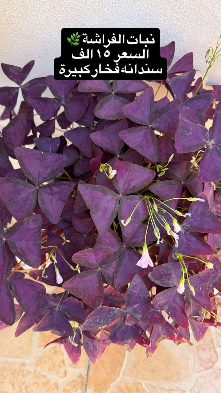 نباتات مال بيت للبيع 
مكتوب اسعارها
ونكدر نوصلة الكم داخل كركوك 
راسلوني 👍🏻


**إذا كنت صاحب هذا الإعلان وتريد حذفه لأي سبب، رجاءا أرسل رسالة إلى الدعم الفني**