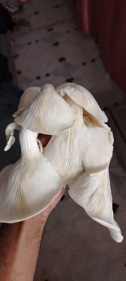 متوفرة بذور فطر محاري سعر الكيلو ب10 الف 
موجود توصيل لجميع محافظات العراق


**إذا كنت صاحب هذا الإعلان وتريد حذفه لأي سبب، رجاءا أرسل رسالة إلى الدعم الفني**