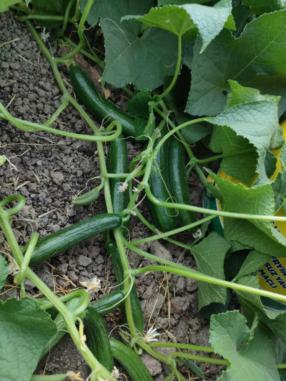 ثنا يو اس اكرسيد


**إذا كنت صاحب هذا الإعلان وتريد حذفه لأي سبب، رجاءا أرسل رسالة إلى الدعم الفني**