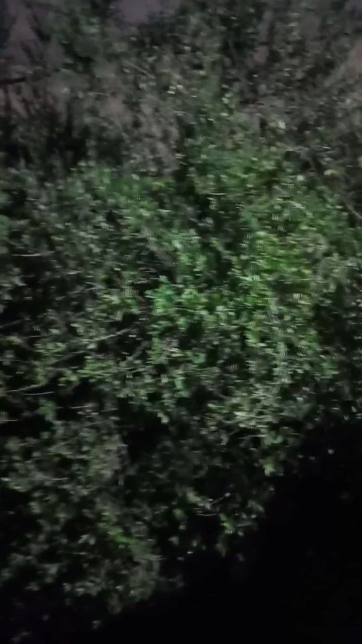 اشجارحنه للبيع الي يريده ورك يجي احشه اله اويمه ايبسه مكانه الحفريه ***********
