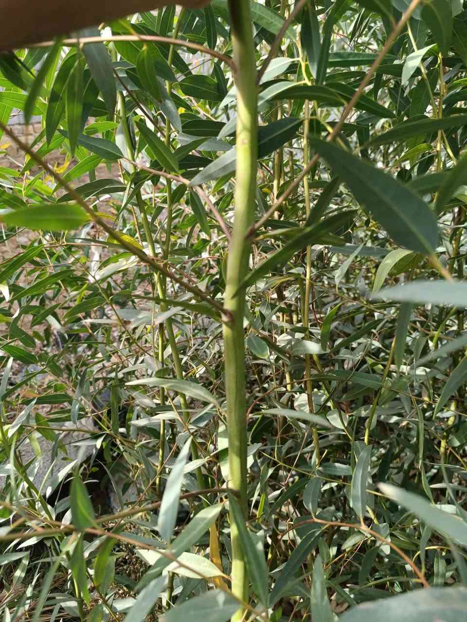 يتوفر كالبتوز خشن ومتوسط وباسعار مناسبة 
كل 10 من الخشن وياه 2 هدية .. للتواصل :***********
