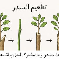 تطعيم سدر • تفاحي وعرموطي • البصره