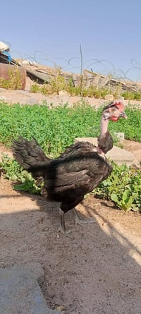 دجاجه • ديج ابو ركبه • مطيحه