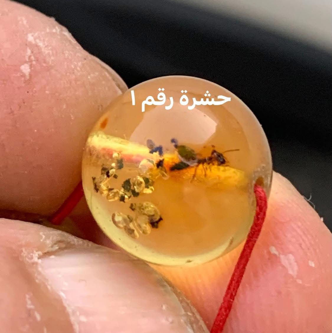 دولارين ونصف فقط
مسباح كهرب بلطيقي طبيعي يحوي حشرات منقرضة عمرها ملايين السنين الوزن ٦٥ غرام السعر ١٦٠ دولار مع التوصيل


**إذا كنت صاحب هذا الإعلان وتريد حذفه لأي سبب، رجاءا أرسل رسالة إلى الدعم الفني**