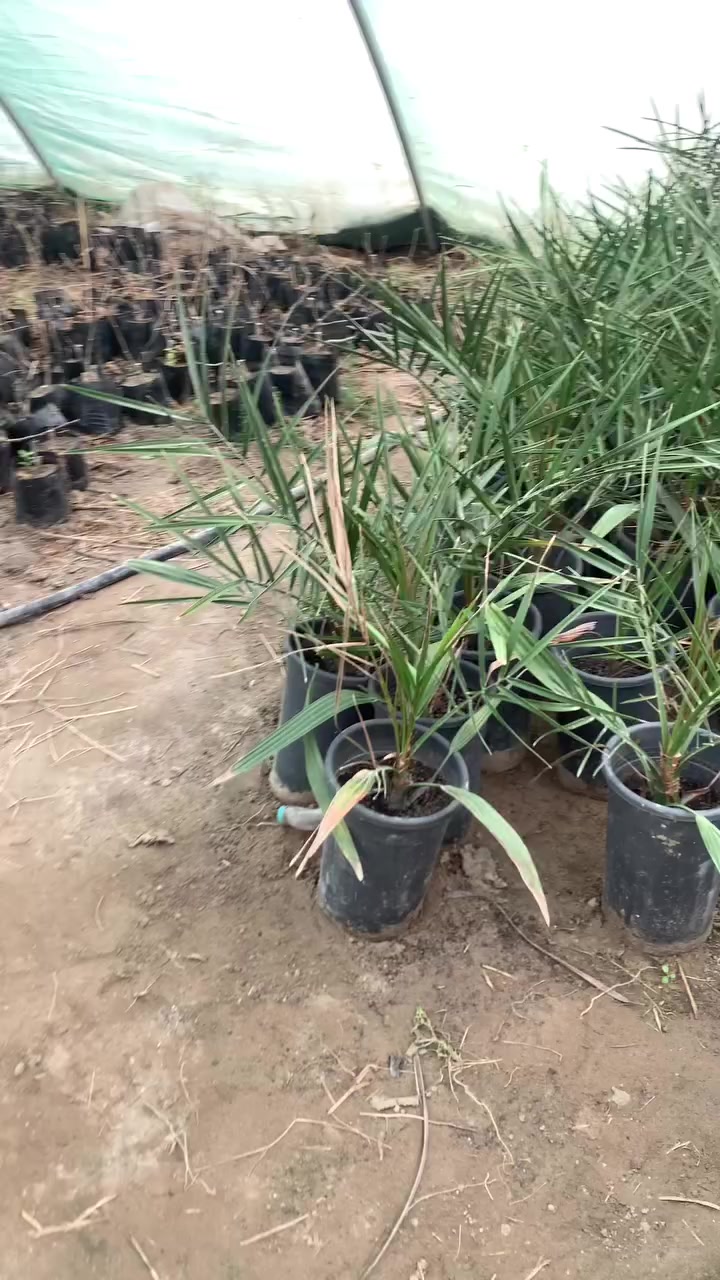 يالله
على بركة الله تعالى
برحي نسيجي مختبر DBD البريطاني وفسائل مجهول مع وصل ضمان لحين الأثمار الراغب بالشراء العنوان واسط قضاء الصويرة للاستفسار اتصل  ***********تحياتي للجميع
