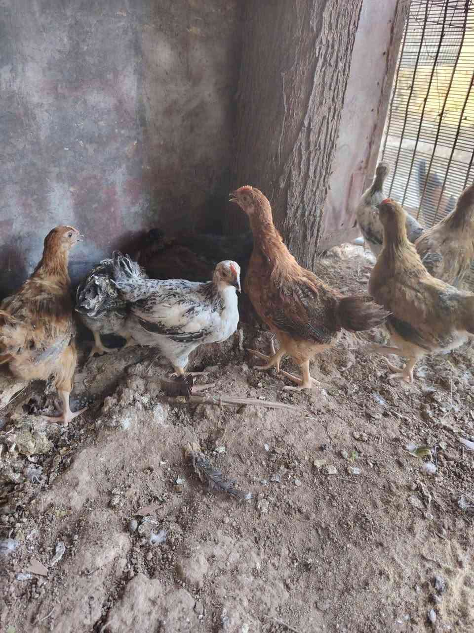 السلام عليكم متاح 10 طيور للبيع


**إذا كنت صاحب هذا الإعلان وتريد حذفه لأي سبب، رجاءا أرسل رسالة إلى الدعم الفني**
