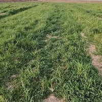 جاير • ٢٥ دونم • ضمان