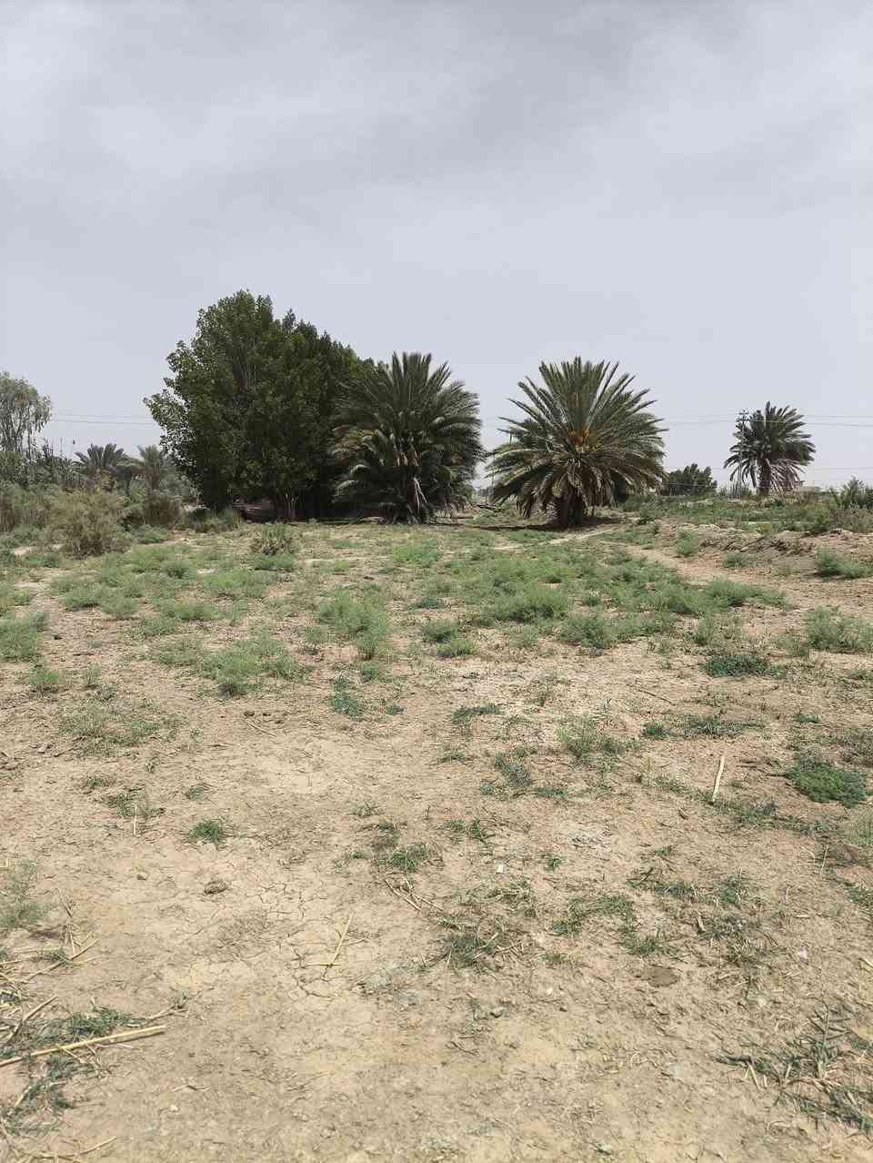قطعه ارض عقد زراعي سعر مناسب 🟥 مساحته 1250 متر العرض 13متر ونزال 120متر موقعه على الشارع السياحي بين الملاحه والسدير  قرب معمل الماي مالت الساده الاميال 
متوفره كامل الخدمات ماي اساله ولزراعه كهرباء تبعد عن التبليط 100 قطعه كلش حلوه لتواصل *********** او خاص
