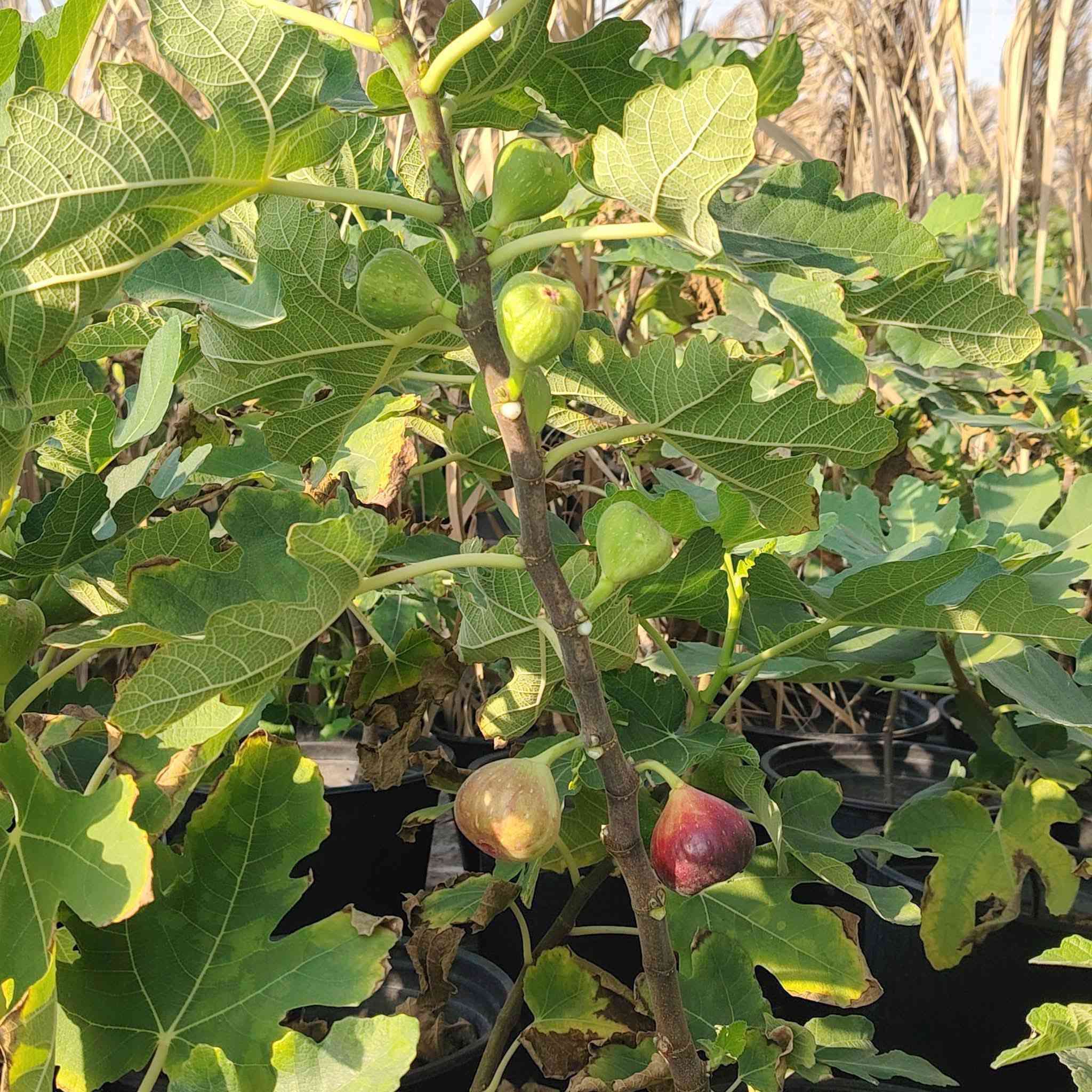 مشتل كرار الزراعي  الأسعار جمله فقط عرض جوه سوك 
يتوفر تين العبيد السعودي صور مال شهر تاسع 
حاليا بدون اروراق ضمان 💯 حجم سندان 19 
العدد موجود 400شتله ارتفاع شتله 50س واكثر 
وبي 40س سعر 3٫500
تحياتي الكم احبتي متابعين 
العنوان بغداد الكريعات يم وقف سني 
واتساب ***********
