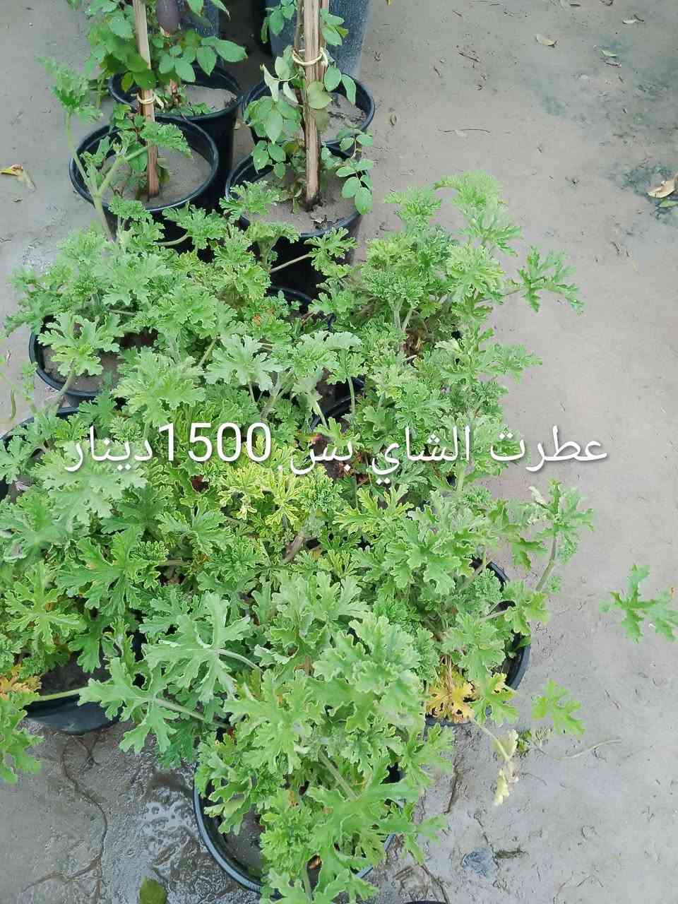 عرض العيد من مشتل سيدجلال


**إذا كنت صاحب هذا الإعلان وتريد حذفه لأي سبب، رجاءا أرسل رسالة إلى الدعم الفني**