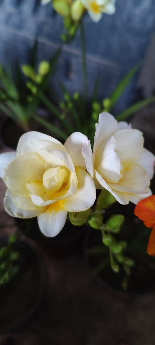 ابصال الفريزيا العطرية (القولونيا)
موسما قصير و تنتج عدة بصيلات نهاية الموسم و تزرع في منتصف التاسع 
سعر السندان ١٥٠٠ دينار 
يوجد عدة ألوان 
توصيل فقط لاغلب احياء الموصل 
للطلب يرجى مراسلة الصفحة


**إذا كنت صاحب هذا الإعلان وتريد حذفه لأي سبب، رجاءا أرسل رسالة إلى الدعم الفني**