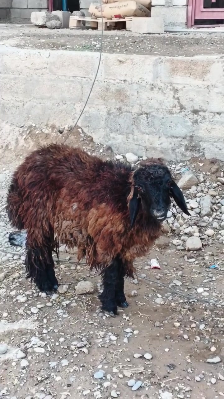 اخوان السلام عليكم دجات 2مال ذبح سعرهن 350وبيها مجال للشراي ***********  ***********
