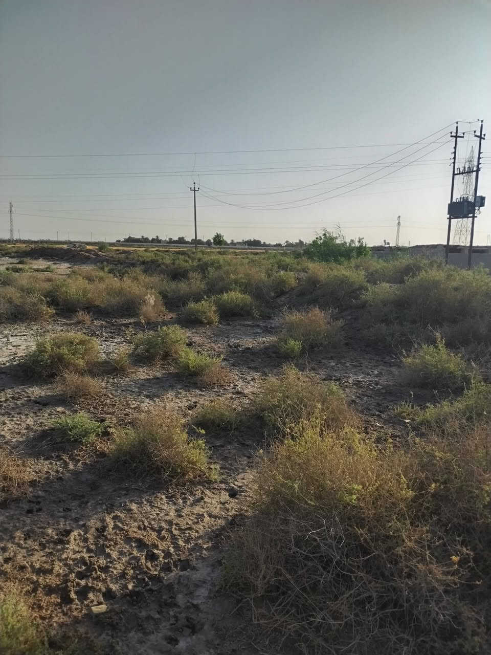 أرض زراعية ٣٠ دونم للبيع تقع على طريق الحي مقابل المعهد التقني الكوت كهرباء وماء سيح للسقي ومي اساله للشرب قريب منهه جدأ العقد الجديد ٢٤ الأتصال على هذا الرقم ***********
