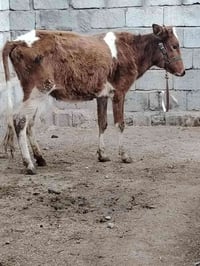 حوليه • هولنديه • ١١شهر