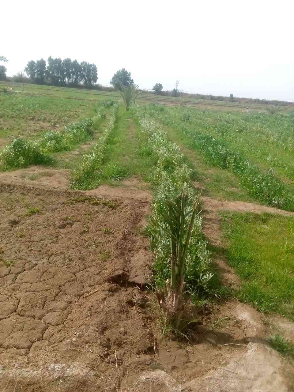 ارض زراعية للبيع مساحة تسعة (٩)دونم  مع بيت جاهز للسكن متوفر كافة الخدمات عنوانة اطراف الحي للاستفسار اتصال على الرقم التالي  ***********
