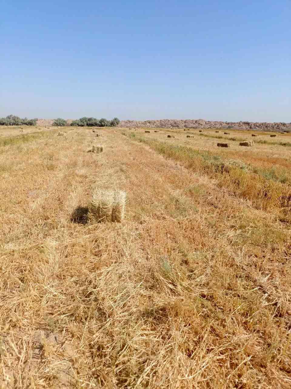 كبس دخن گفر درجى اولى واصل لباب البيت سعر الزوج4000 الاتصال ***********/***********
