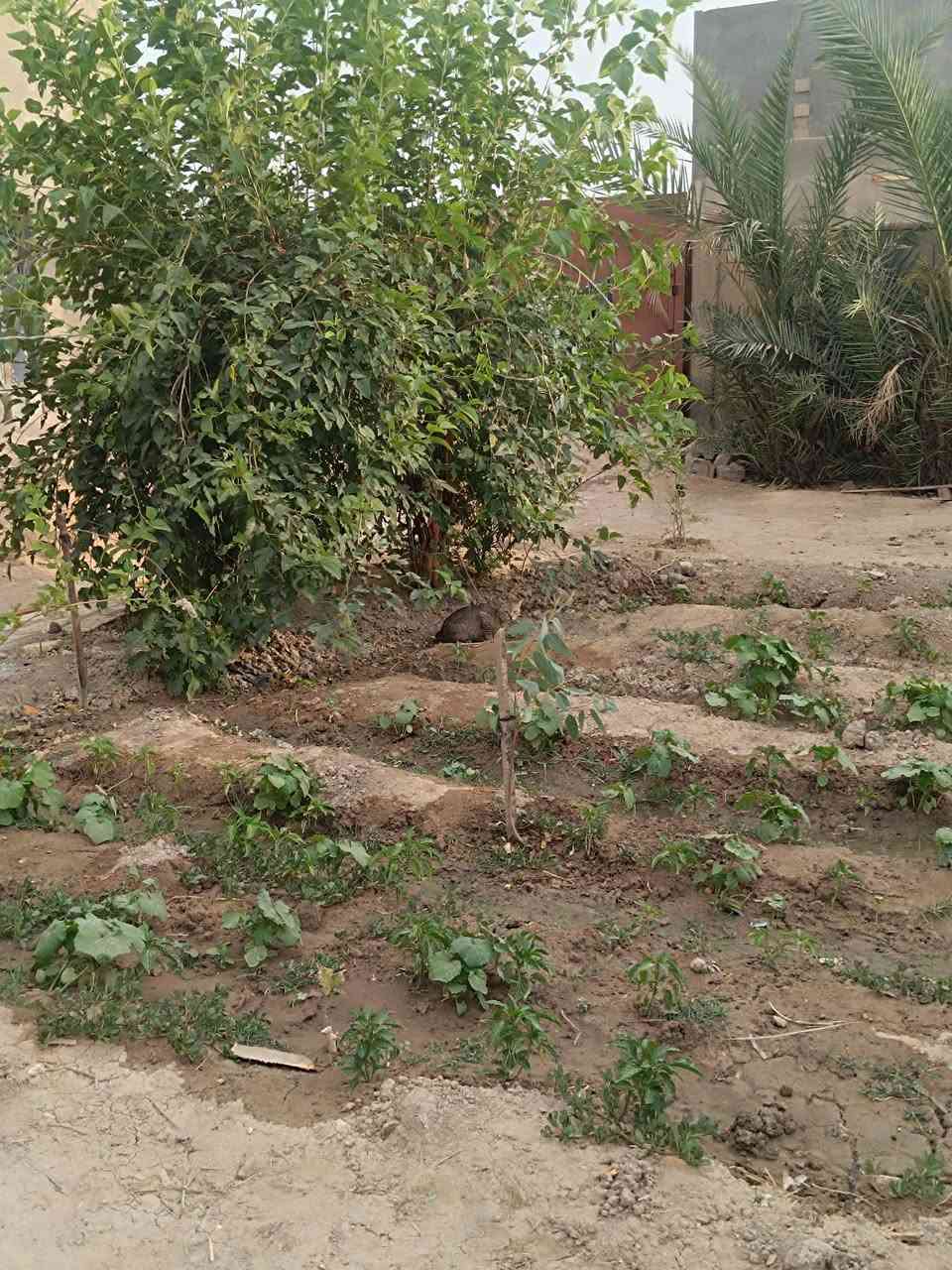 مكلفة بالنشر 
بيت للبيع طابو زراعي مساحته الكلية 550 متر في قضاء المجد
يتكون من 
غرف نوم عدد اربعة. 5×4
صاله 14×4
استقبال3×4
براني 8×4
مع حديقه بها 14 نخلة 
السعر خاص


**إذا كنت صاحب هذا الإعلان وتريد حذفه لأي سبب، رجاءا أرسل رسالة إلى الدعم الفني**