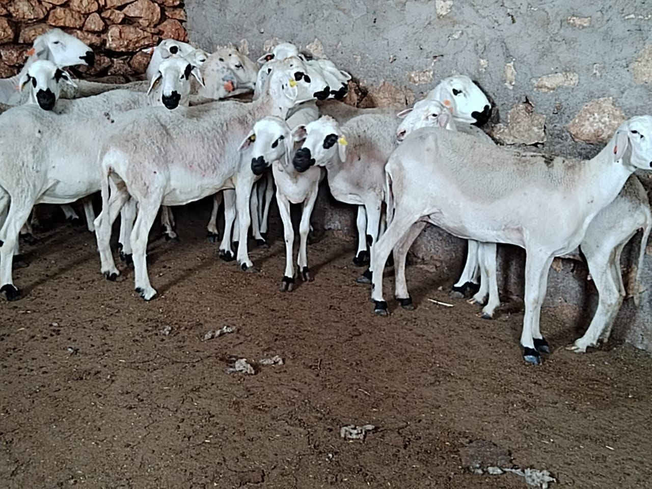 سلام عليكم عندي اوحد 24 نعجة مليح بيع ارقيم 0770657518


**إذا كنت صاحب هذا الإعلان وتريد حذفه لأي سبب، رجاءا أرسل رسالة إلى الدعم الفني**