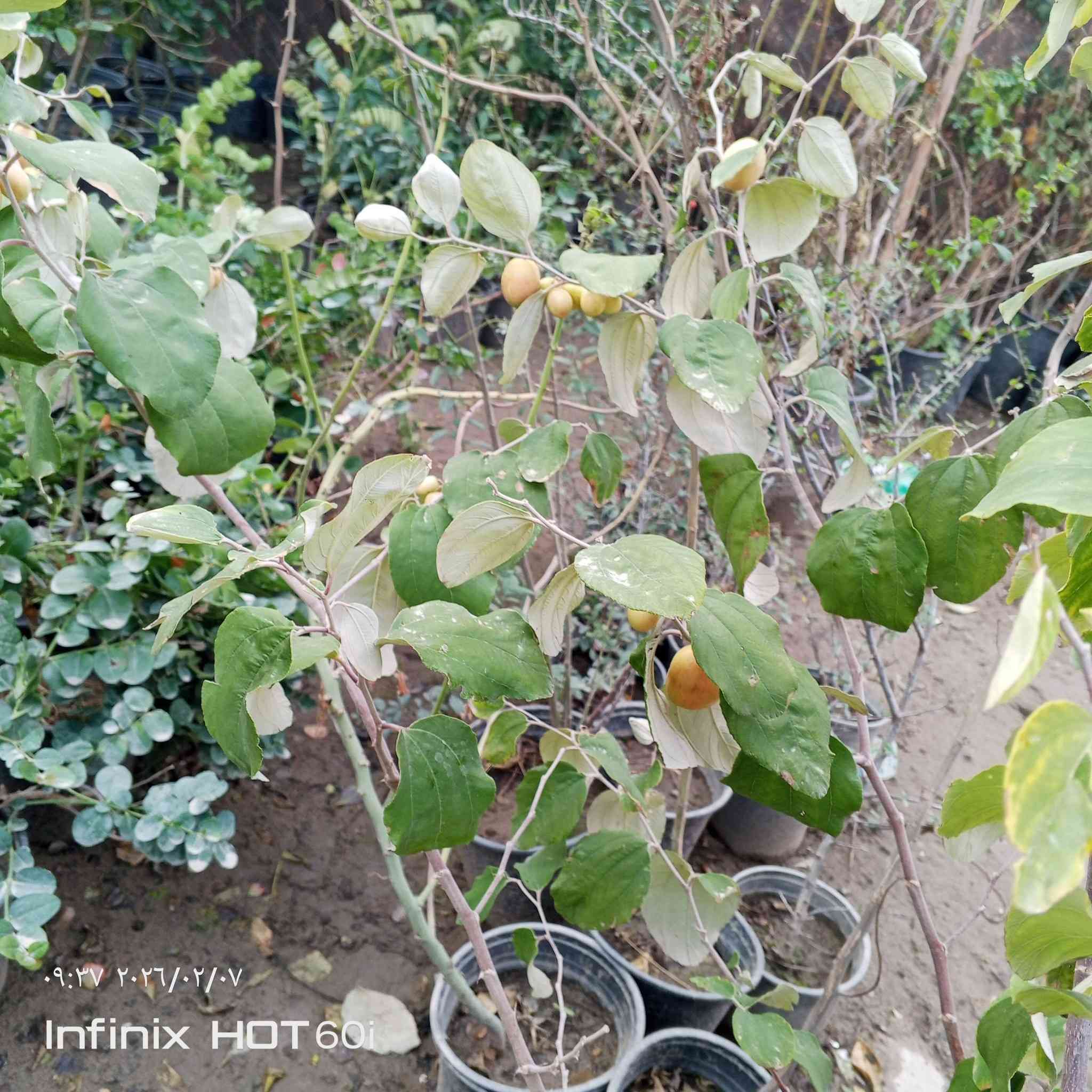 مشتل سيد جلال لوراد الزينه والحمضيات بجميع انواعها تصميم الحدائق تنصيب مرشات السقي العنوان الشارع العام مجاور جملونات ابو فياض استفسار ***********/***********
