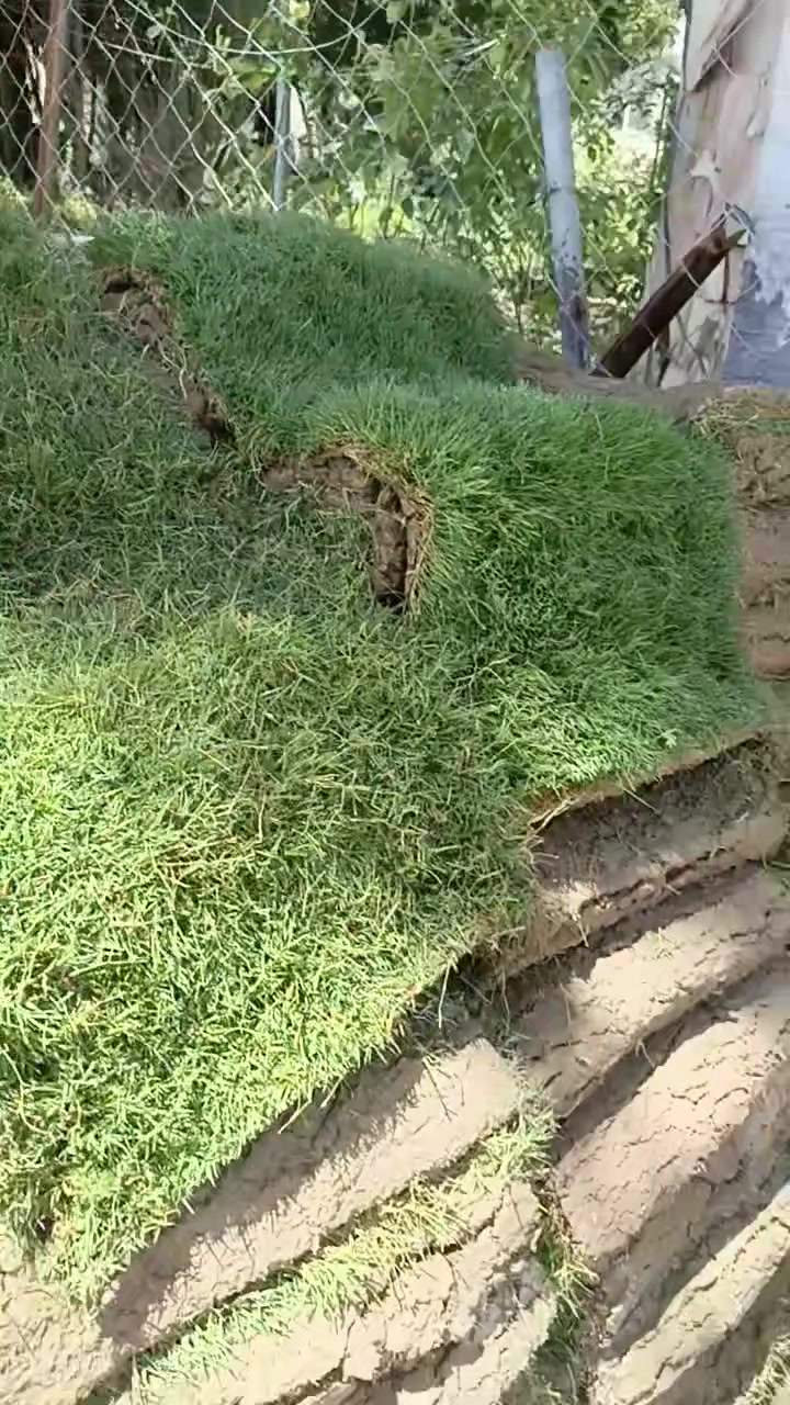ثيل هندي درجه أولى 
بألف القطعه 
متر بالفين
مشتل ورد الصباح
عنوانه بابل طريق حمزه شوملي قرب فرع الزبار


**إذا كنت صاحب هذا الإعلان وتريد حذفه لأي سبب، رجاءا أرسل رسالة إلى الدعم الفني**