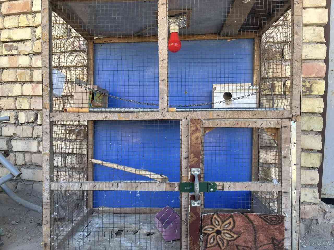 سلام عليكم شباب قفص طيور للبيع طوله متر وربع لعرض متر ونزال ٦٠مكاني ميسان حي جمعيات سعر ٣٠وبي مجال لشراي بي كلوب من داخل رقم***********الاستفسار
