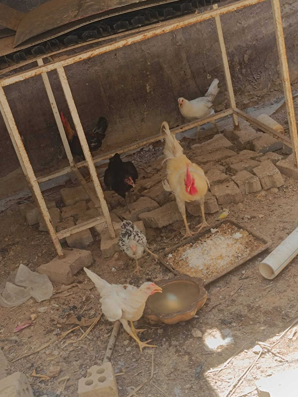 2 ديوجة او 2 فروجات سعر لكلي 40


**إذا كنت صاحب هذا الإعلان وتريد حذفه لأي سبب، رجاءا أرسل رسالة إلى الدعم الفني**