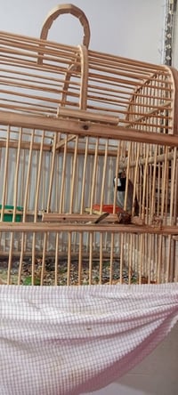 عندي بلبل للبيع  للستفسار ع الرقم 07807805782 متواجد ع الفيس