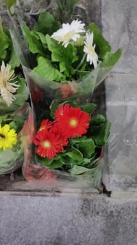 حلة حي الصحة • كورنيش • ديكور وحديقة