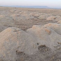 نقل • تحميل • تفريغ