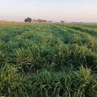 حشيش • ٣ دونم • الناصرية قلعة سكر