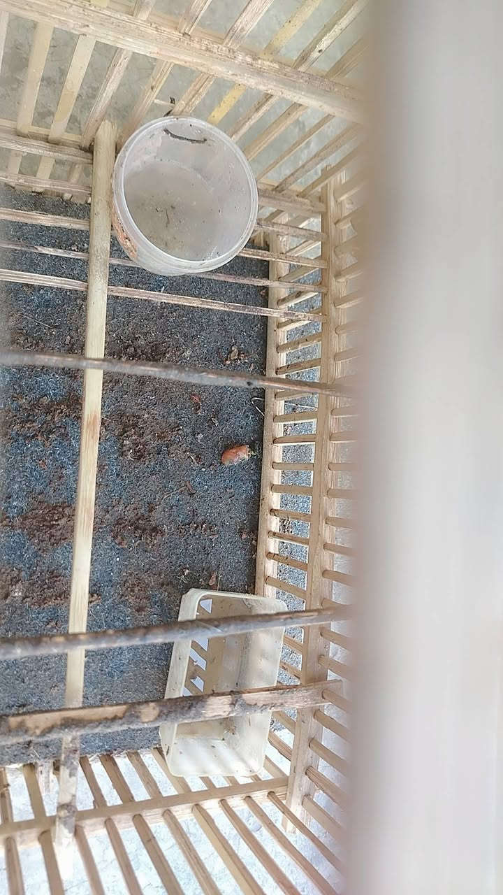 سلام عليكم غفص بلابل للبيع

نضيف لوك اي عيب مابي


**إذا كنت صاحب هذا الإعلان وتريد حذفه لأي سبب، رجاءا أرسل رسالة إلى الدعم الفني**