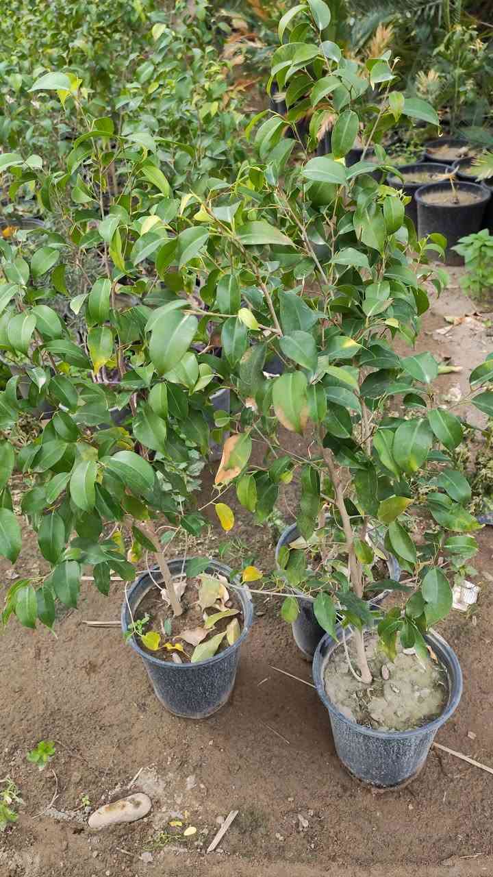 سلام عليكم ورحمة الله
متوفر نباتات 
لنكي دنيا بسندان السعر الف ونص 
شجرة التفيشيا  السعر الف ونص
جهنمية شجري قزمي السعر الف 
فيكس بنجامين اجنبي السعر الف ونص
نومي حامض عراقي حجم وسط الفين ونص
سدر حشري ب 500 دينار جملة
العنوان بغداد الكريعات 
تتوفر خدمة توصيل لاصحاب الجملة فقط
***********
