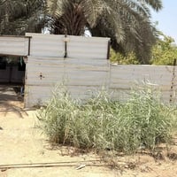 دار طابو • السده • ١٣٠م