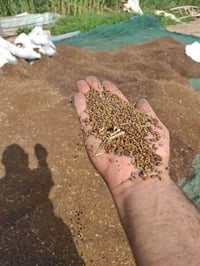 بذور سيسبان سعر الكيلو 1.500 07871125743 مكلف بالنشر