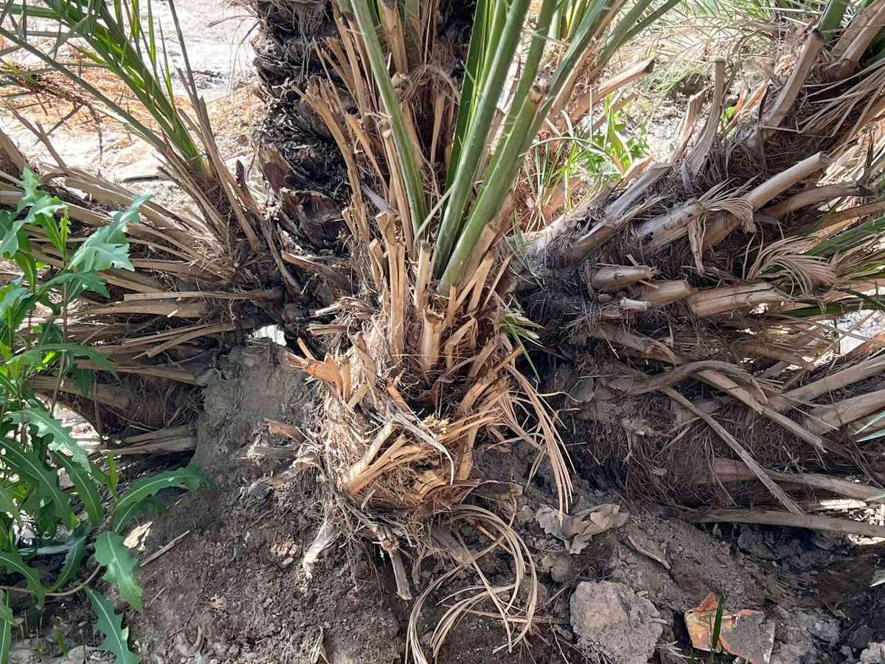 البيع فسأل بريم المكان البصره قضاء المدينه منطقت الخاص *********** سعر وحد 40 الف وبيه مجال قليل كلش
