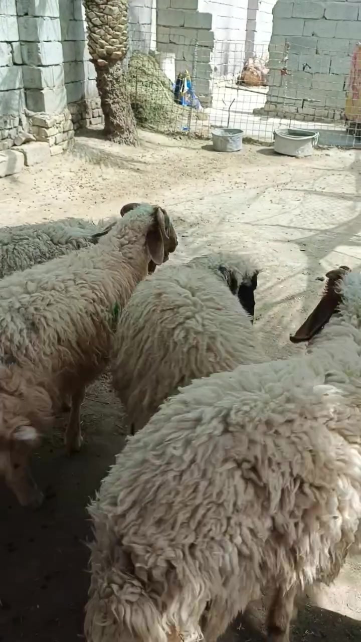 يا الله اللهم صلِّ على محمد وآل محمد 🌺طليان ذكوره سمان خير من الله يرهمن كصابه سعر الواحد ٣٥٠ وبيهن مجال حك جيه ان شاءالله مكان ناصريه مركز تصل واتساب ***********

